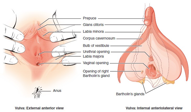 Diagram of vulva and clitoris anatomy